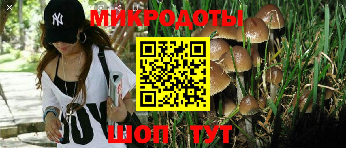 Галлюциногенные грибы Psilocybine cubensis Знаменск